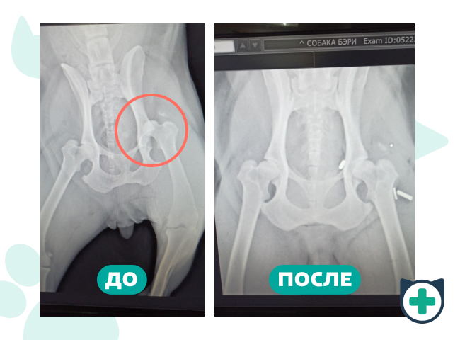 Снимки вывиха тазобедренного сустава у собаки