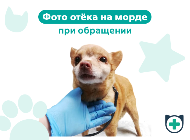 Отёк на морде