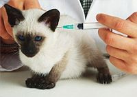 Зачем делать прививки кошкам
